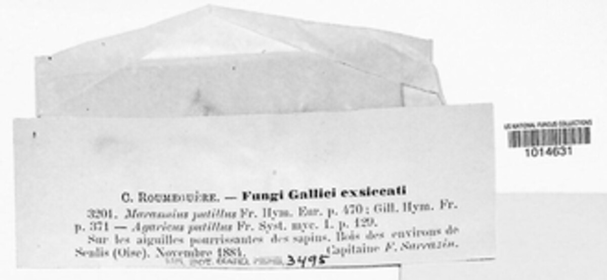 Gymnopus putillus image